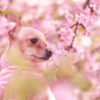 子犬と桜の画像